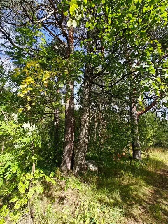 Участок в Карелия, Медвежьегорский муниципальный округ, пос. Великая ... - Фото 1