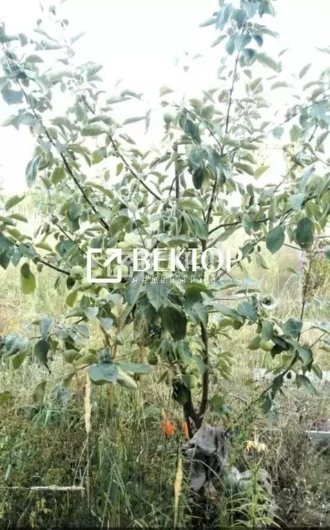 Участок в Костромская область, Кострома Струя-1 СНТ, 64 (6.0 сот.) - Фото 1