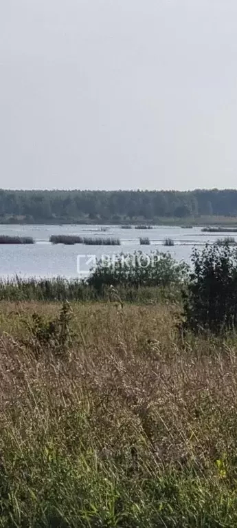 Участок в Ярославская область, Некрасовский муниципальный округ, ... - Фото 1