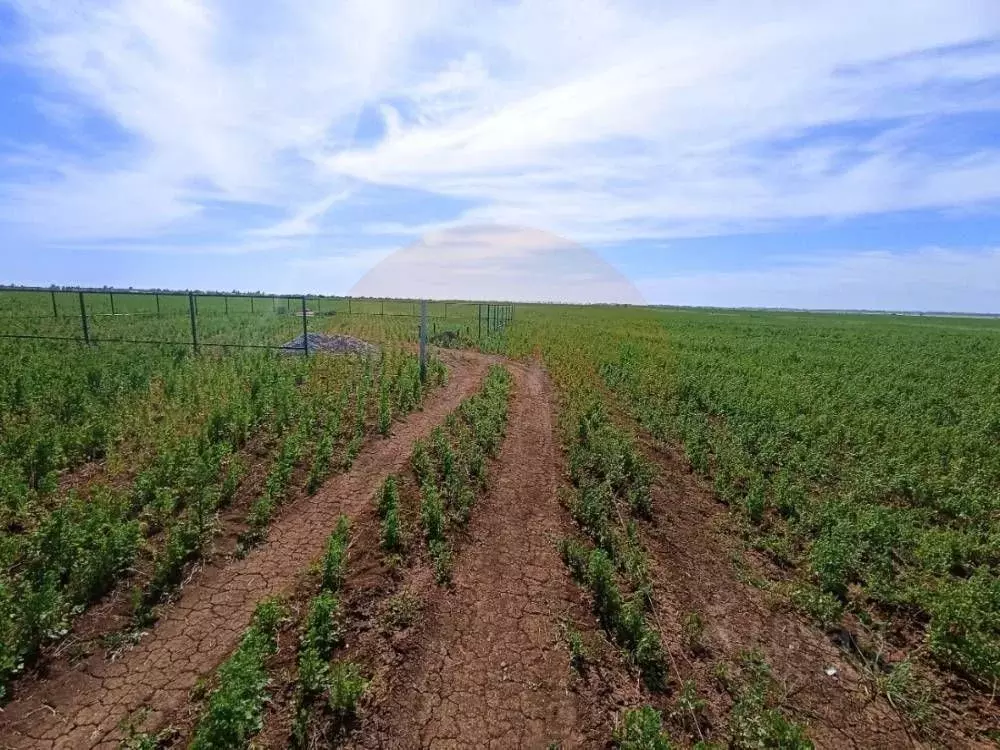 Участок в Крым, Сакский район, с. Лесновка ул. Садовая (7.39 сот.) - Фото 2