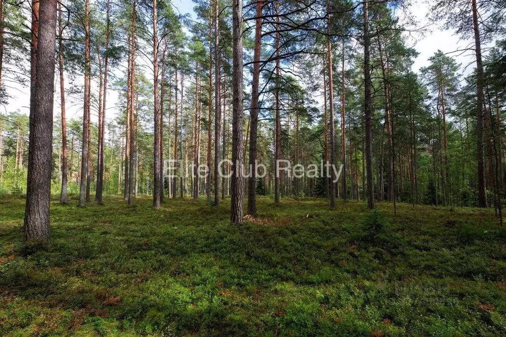 Участок в Санкт-Петербург пос. Комарово, просп. Большой (50.0 сот.) - Фото 2