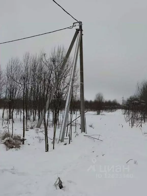 Участок в Ленинградская область, Волосовский район, д. Большая Вруда  ... - Фото 1