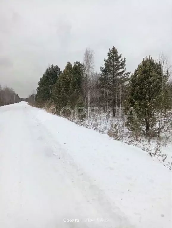 Участок в Тюменская область, Тюмень Велижанский тракт, 7-й км (5.0 ... - Фото 1