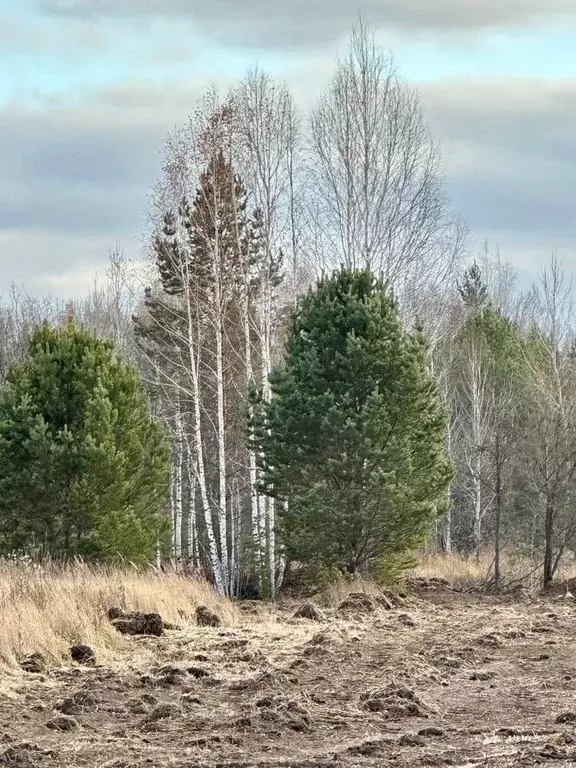 Участок в Тюменская область, Нижнетавдинский район, с. Тюнево  (6.0 ... - Фото 1