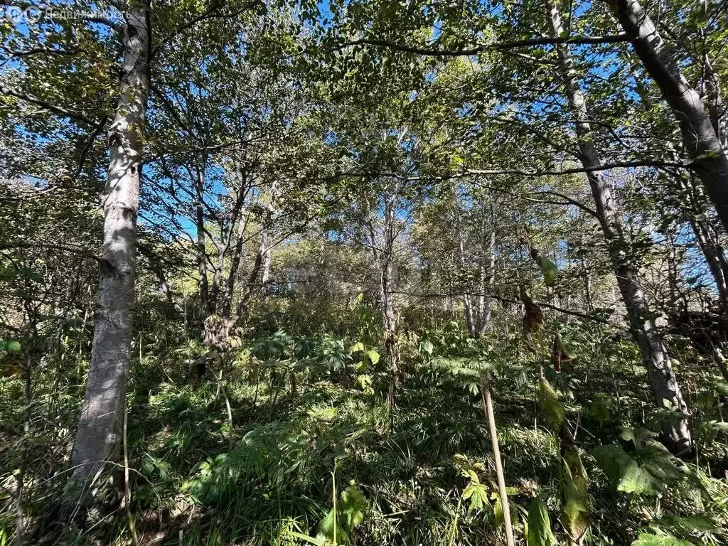 Участок в Южно-Сахалинск, СНТ Жемчужное (8.52 м) - Фото 2