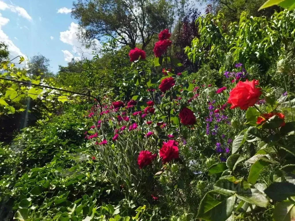 Дом в Крым, Алушта муниципальный округ, с. Изобильное ул. Изобильная, ... - Фото 2