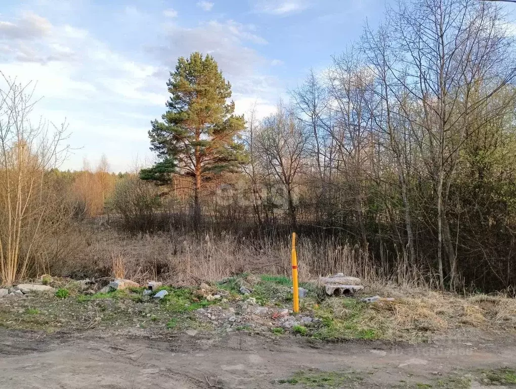 Участок в Ярославская область, Некрасовский муниципальный округ, ... - Фото 1