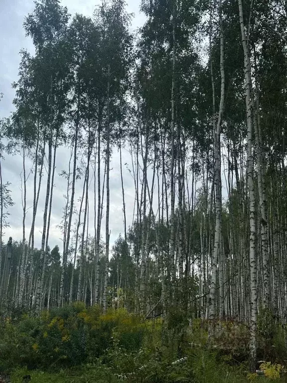 Участок в Тульская область, Тула городской округ, с. Частое  (12.0 ... - Фото 0
