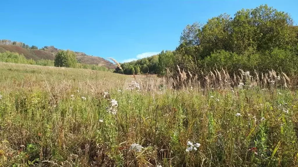 Участок в Алтайский край, Тогульский район, с. Шумиха Верхняя ул. ... - Фото 1