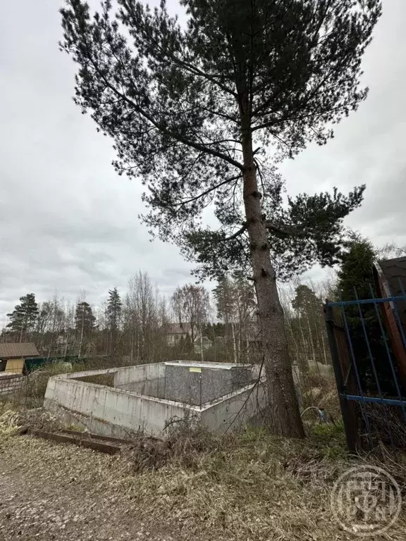 Участок в Ленинградская область, Всеволожский район, Лесколовское ... - Фото 2