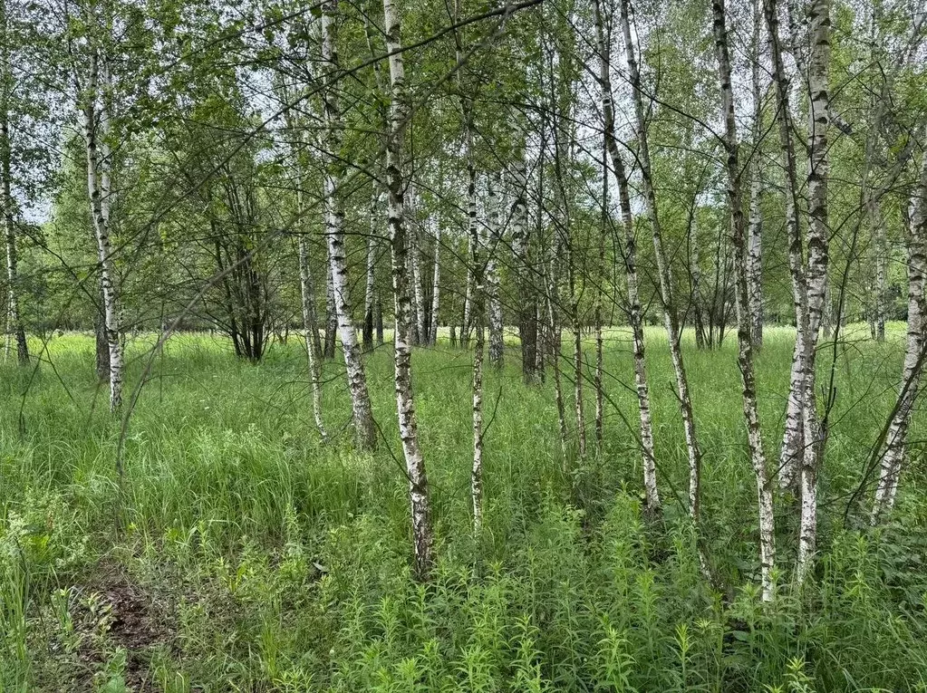 Участок в Московская область, Богородский городской округ, д. Исаково  ... - Фото 1