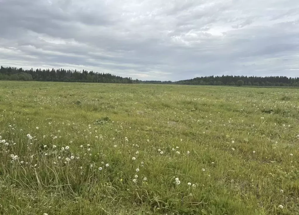 Участок в Ленинградская область, Волосовский район, Клопицкое с/пос, ... - Фото 1