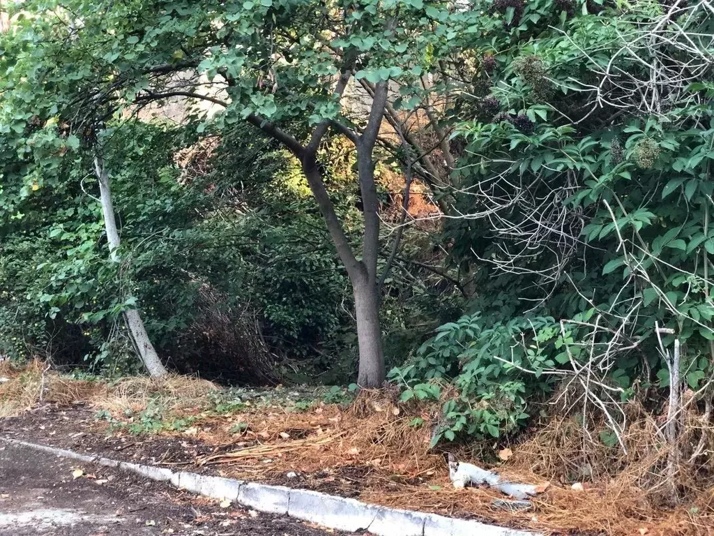 Участок в Крым, Ялта  (4.3 сот.) - Фото 2