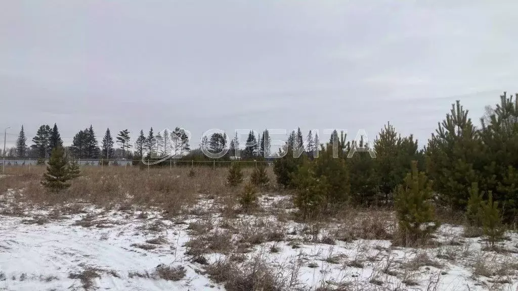 Участок в Тюменская область, Нижнетавдинский район, Полиграфист ... - Фото 0