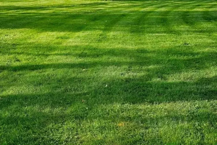 Участок в Саратовская область, Энгельсский район, Новопушкинское ... - Фото 1