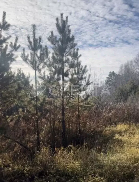 Участок в Тюменская область, Нижнетавдинский муниципальный округ, д. ... - Фото 1