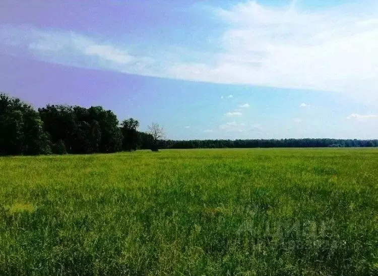 Участок в Новосибирская область, Новосибирский район, с. Толмачево  ... - Фото 0