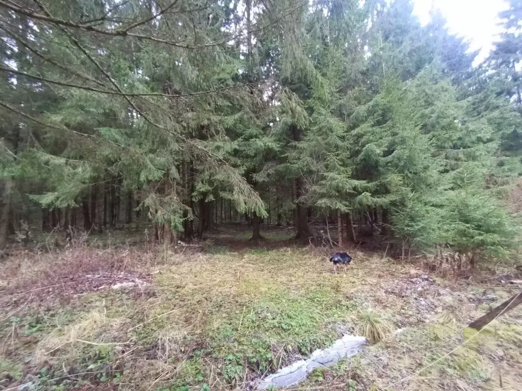 Участок в Московская область, Клин городской округ, Озеро Перелаз ... - Фото 2