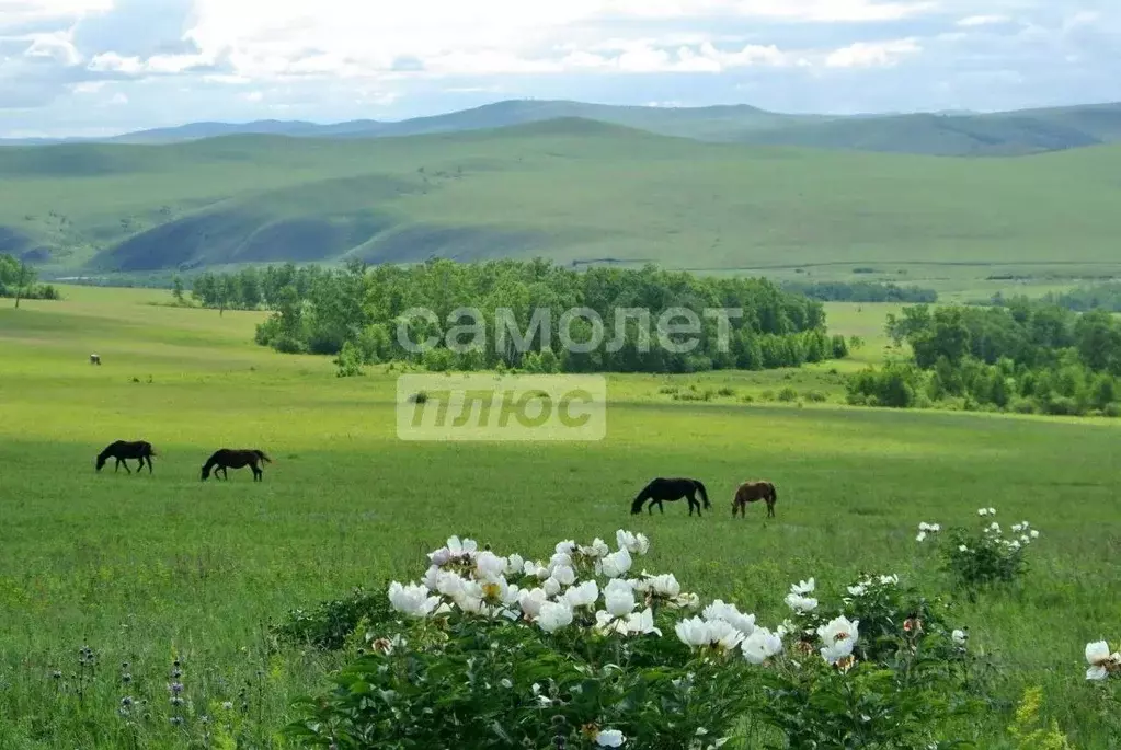 Участок в Забайкальский край, Читинский район, с. Засопка, Кадалинка ... - Фото 0