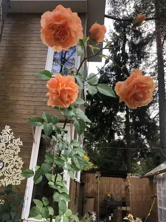 Дом в Московская область, Пушкино Заветы Ильича мкр, ул. Карла Маркса, ... - Фото 1