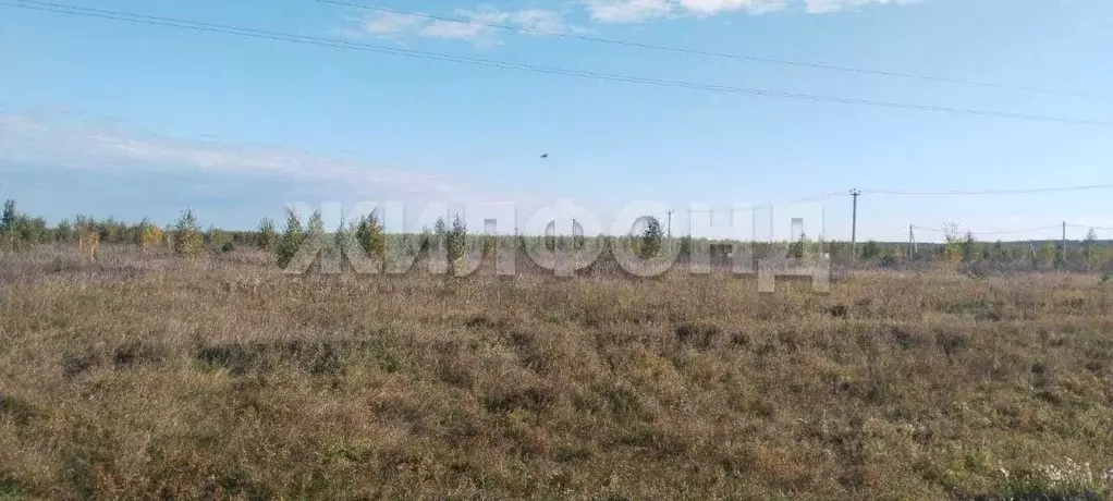Участок в Новосибирская область, Колывань рп ул. Трактовая (10.0 сот.) - Фото 1