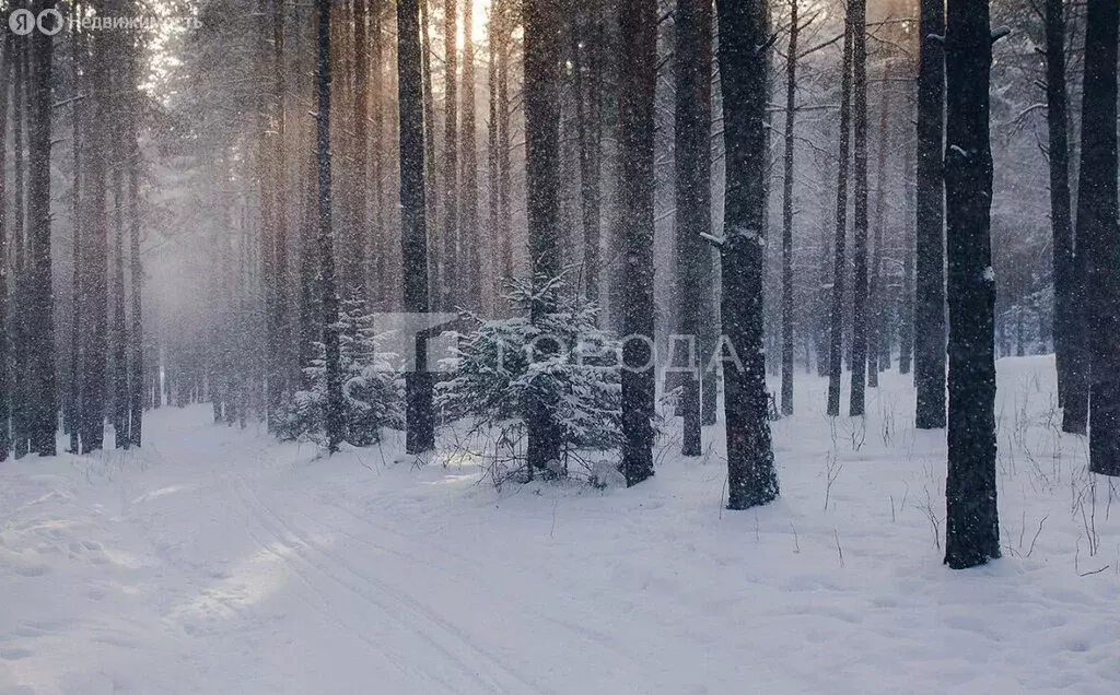 Участок в Морозовский сельсовет, садовое товарищество Берёзка, Ягодная ... - Фото 1