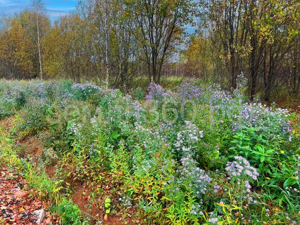 Участок в Московская область, Одинцовский городской округ, с. ... - Фото 2