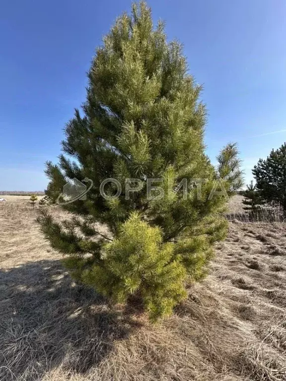 Участок в Тюменская область, Тюменский муниципальный округ, д. Речкина ... - Фото 1