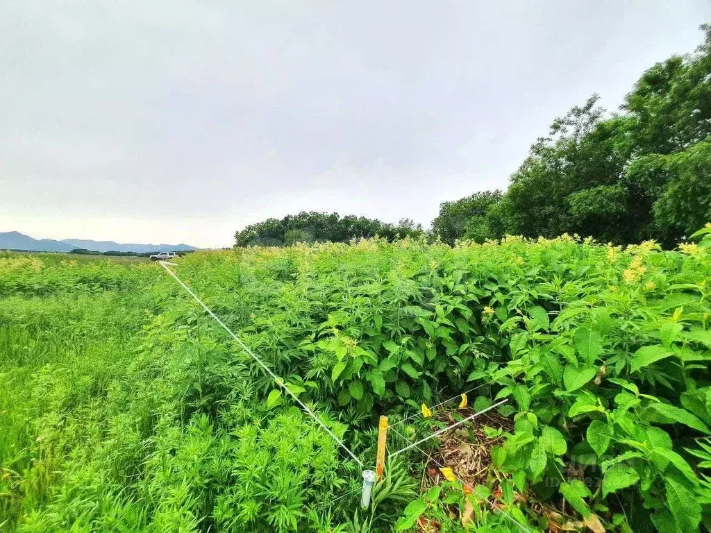 Участок в Камчатский край, Елизовский муниципальный округ, с. Сосновка ... - Фото 1