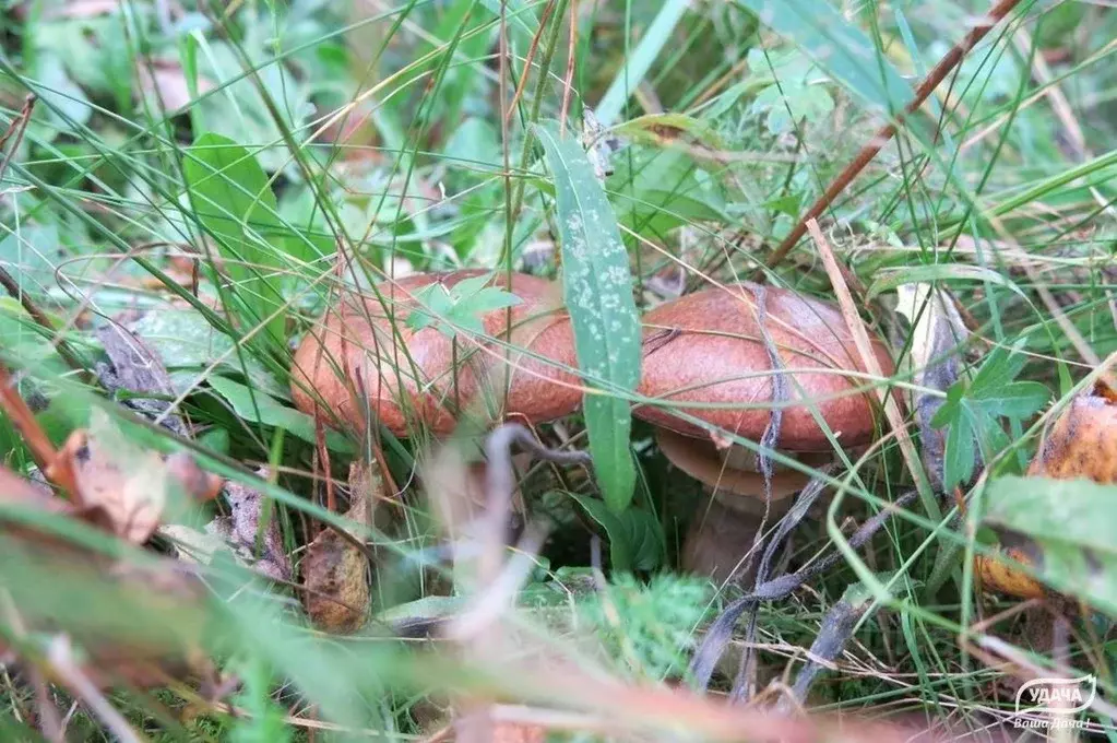Участок в Калужская область, Малоярославецкий муниципальный округ, с. ... - Фото 2