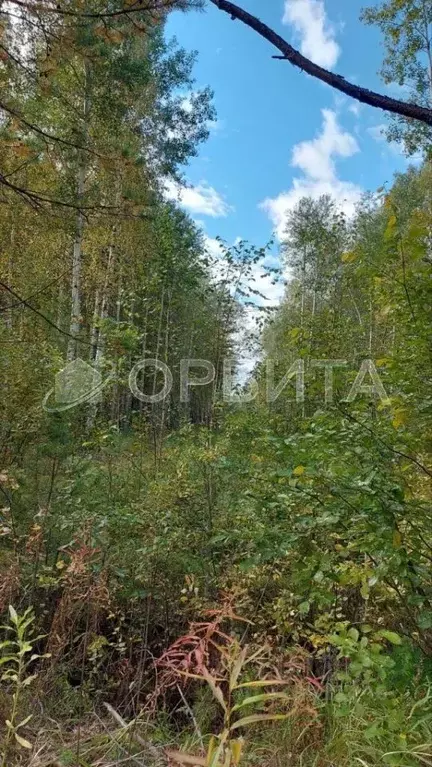 Участок в Тюменская область, Нижнетавдинский район, пос. Мияги  (10.0 ... - Фото 1