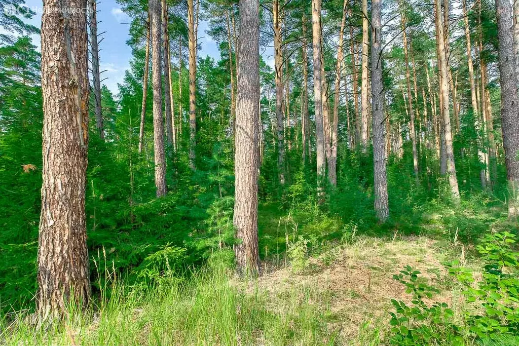 Участок в деревня Жуковка, КП Жуковка Академическая (28.3 м) - Фото 1