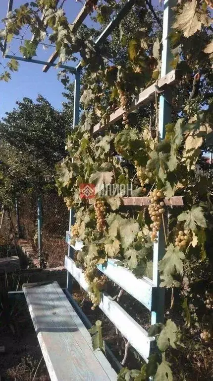 Дом в Севастополь Сосновая роща садоводческое товарищество,  (35 м) - Фото 2