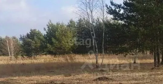 Участок в Воронежская область, Рамонский район, Новоживотинновское ... - Фото 1