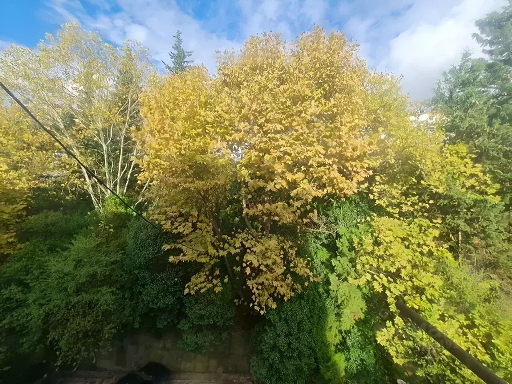 1-к кв. Краснодарский край, Сочи ул. Тимирязева, 8 (15.0 м) - Фото 1