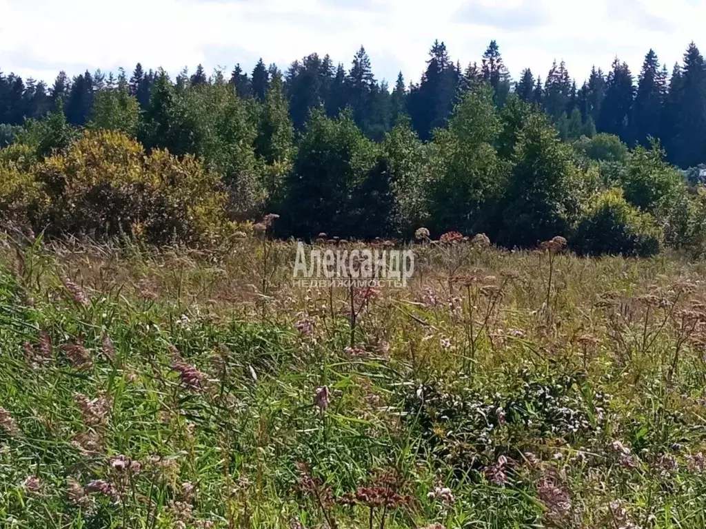 Участок в Ленинградская область, Приозерский район, Мельниковское ... - Фото 1