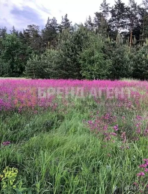 Участок в Белгородская область, Грайворонский городской округ, с. ... - Фото 0