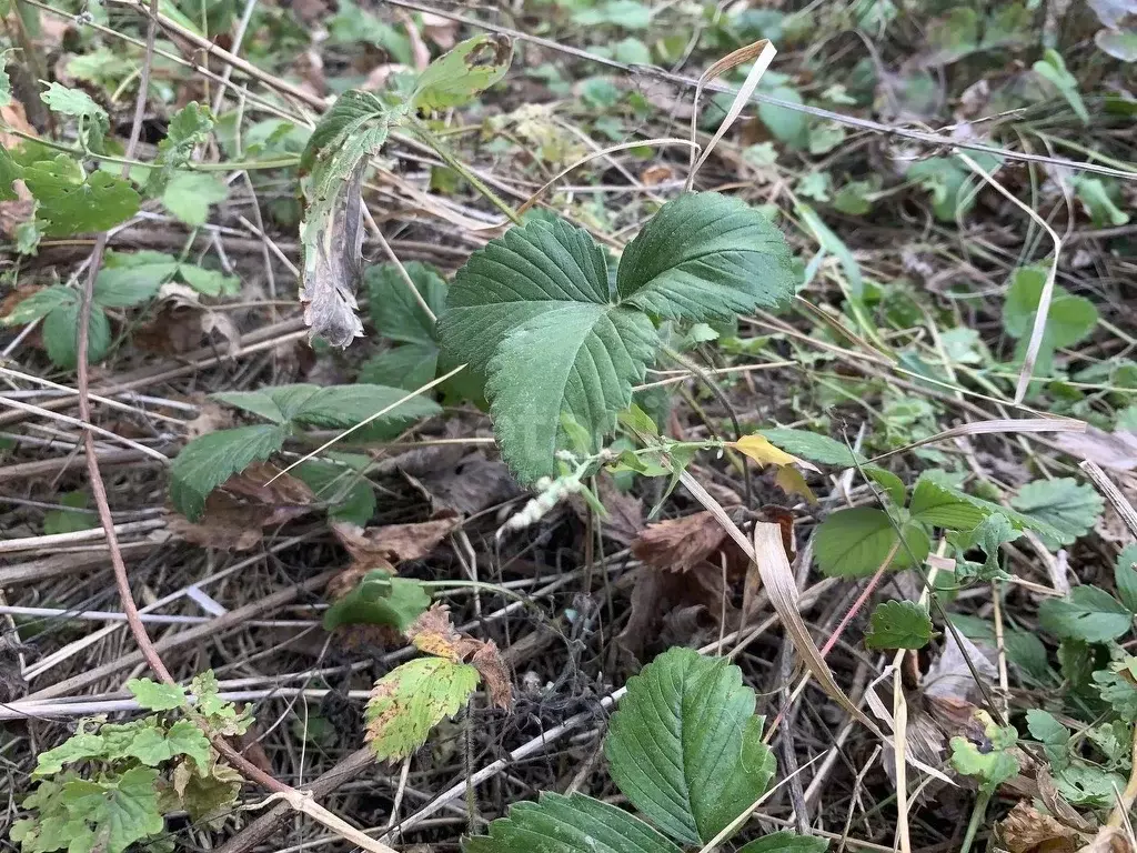 Участок в Саратовская область, Балашовский район, Хоперское ... - Фото 1
