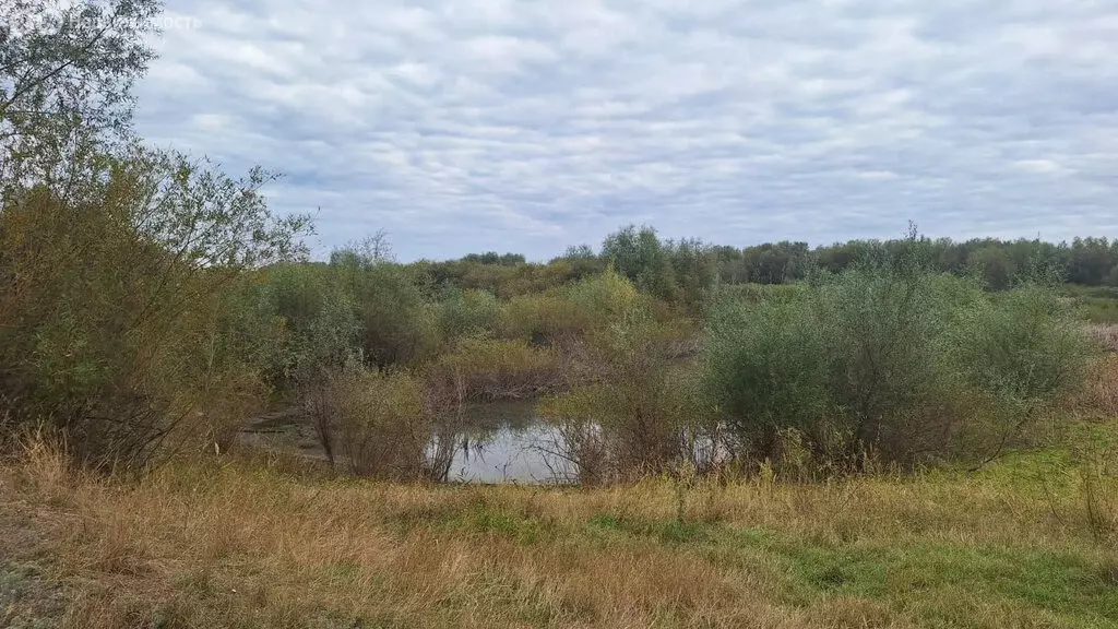 Участок в Илекский район, посёлок Димитровский (8 м) - Фото 1