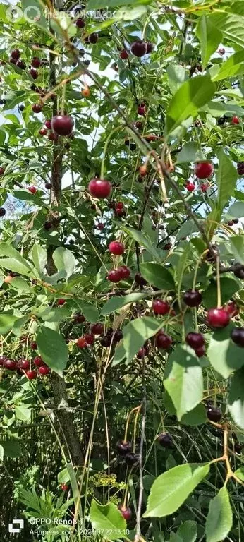 Участок в Владимирская область, Александровский муниципальный округ, ... - Фото 1