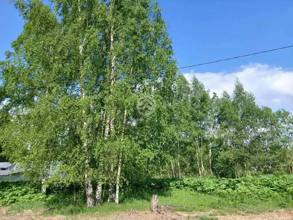 Участок в Московская область, Клин городской округ, д. Решоткино ул. ... - Фото 2