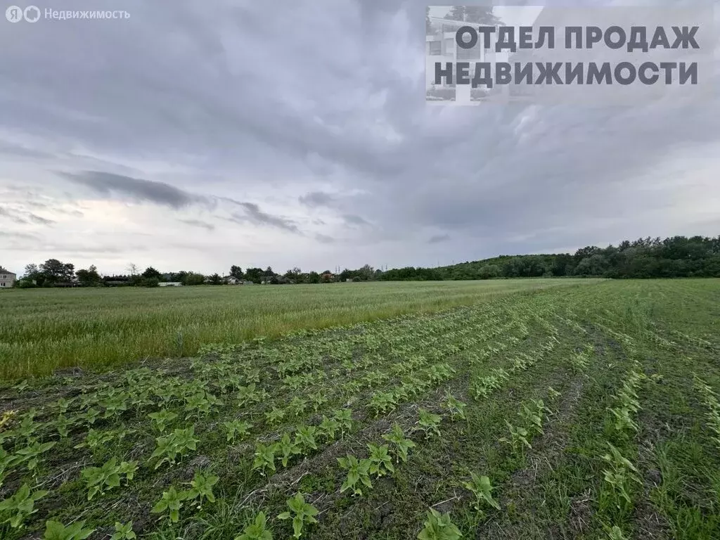 Участок в Крымский район, село Киевское (50 м) - Фото 1