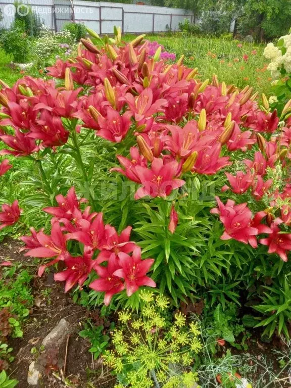 Дом в Алтайское, Озёрная улица (51.9 м) - Фото 0