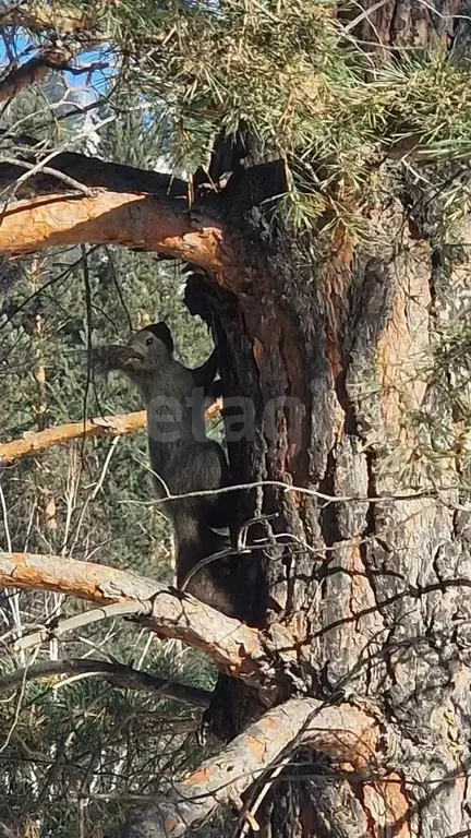 Участок в Бурятия, Прибайкальский район, Якорь садоводческое ... - Фото 1