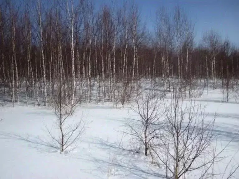 Участок в Амурская область, Благовещенск Амур СТ, 49 (9.0 сот.) - Фото 2