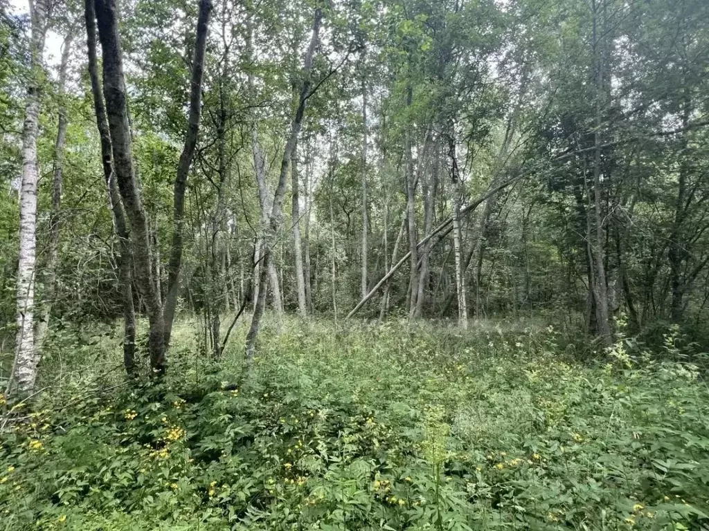 Участок в Ленинградская область, Приозерский район, Ларионовское ... - Фото 1