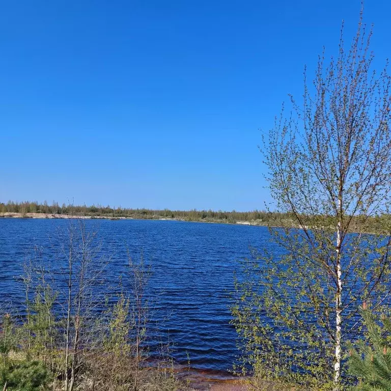 Участок в Ленинградская область, Всеволожский район, Рахьинское ... - Фото 0