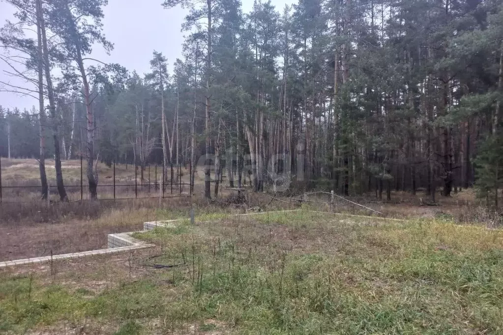 Участок в Воронежская область, Рамонский район, Новоживотинновское ... - Фото 1