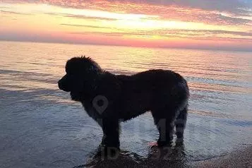 Дом в Краснодарский край, Ейский район, Должанская ст-ца ул. Чапаева, ... - Фото 1