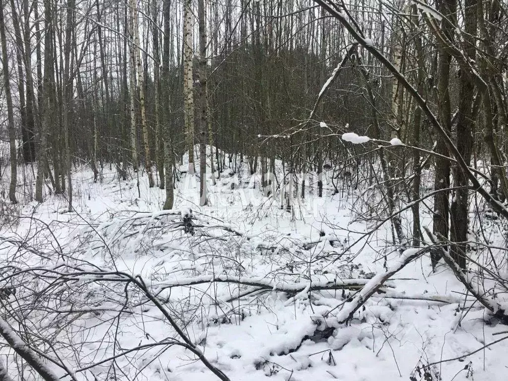 Участок в Ленинградская область, Приозерский район, Ларионовское ... - Фото 1